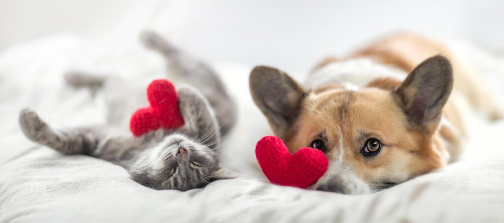 pet heart health.