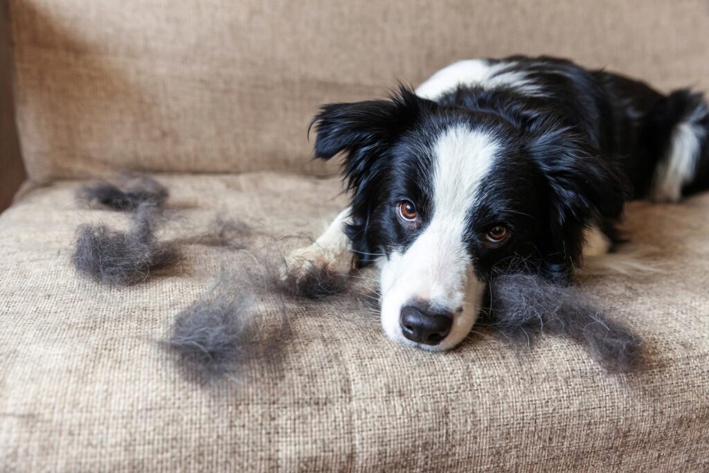 pet shedding.