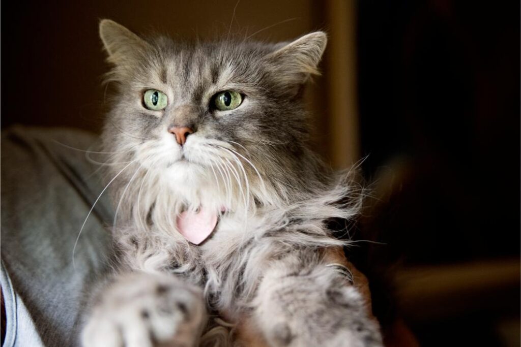 Senior cat.