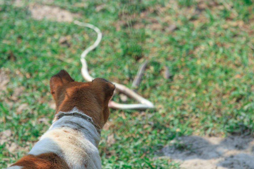 Dog looking out over grass.