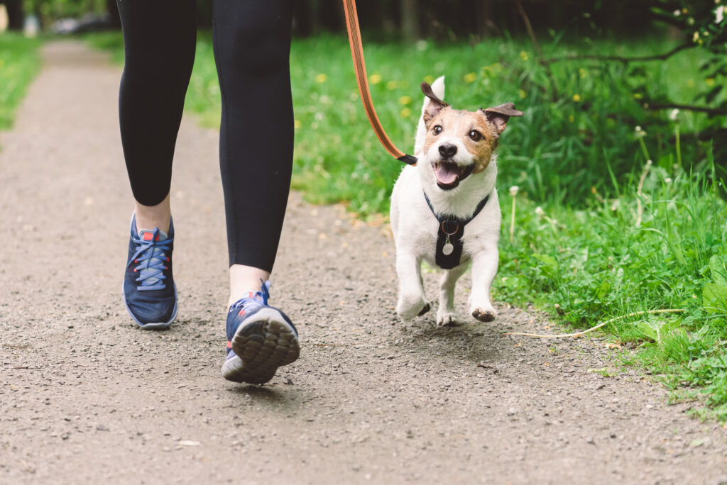 A dog on a walk with his owner.