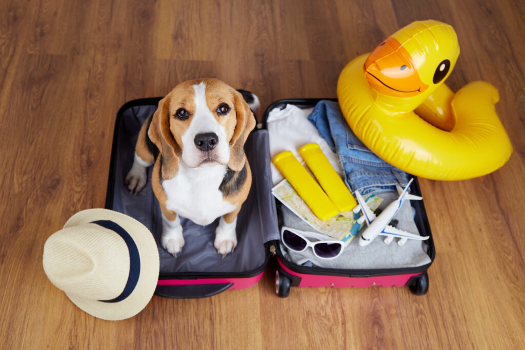 A dog sitting in a suitcase.