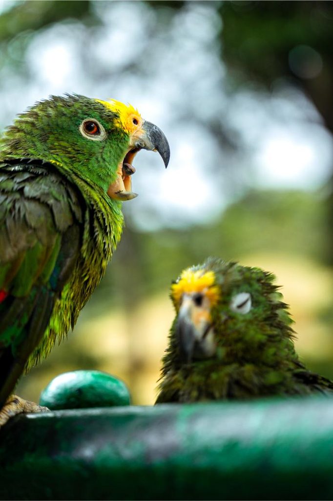 Bird safety in summer.