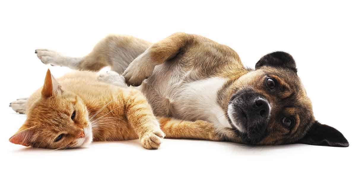 A dog and cat laying on their sides, side by side A dog and cat laying on their sides, side by side