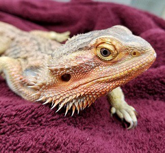 Lizard on a towel