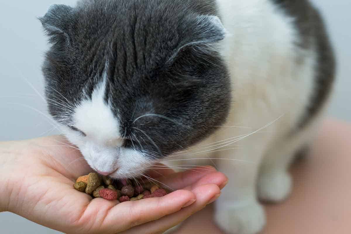 A cat eating food out of someone's hand