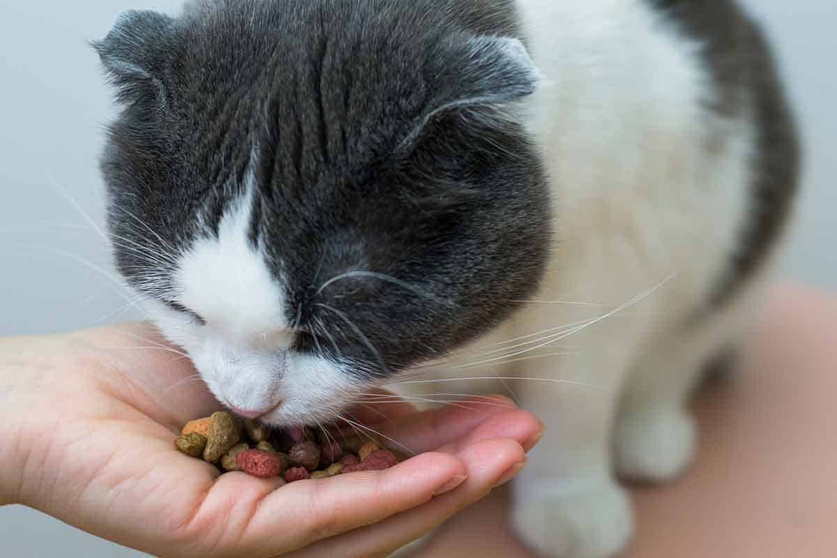 A cat eating food out of someone's hand A cat eating food out of someone's hand